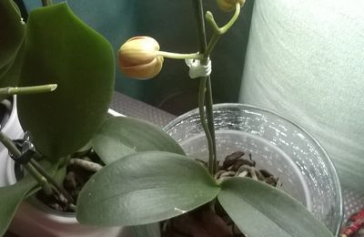 Floraison