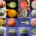 Les fruits , légumes et poissons du mois de novembre