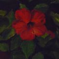 Hibiscus rouge Huile sur toile 30X40