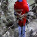 Australie : Blue Mountains