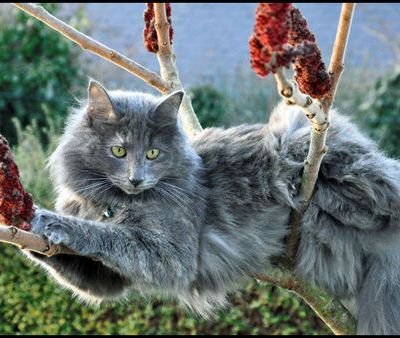 Diva Blue du Valmont Halatta