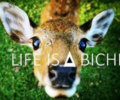 Life is a biche