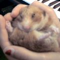 Le hamster est mort! Vive le Hamster!