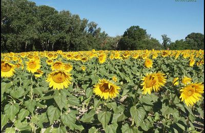 Des Tournesols