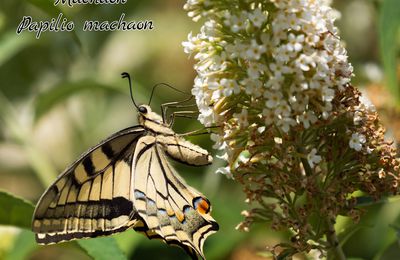 Quinze espèces de papillons dans mon jardin magique 🦋🦋