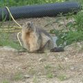 Un nouvel habitant à la Citadelle