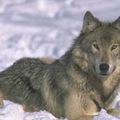 Le loup gris(Canis Lupus): Le loup gris est un