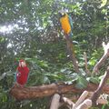 Zoo de Singapour