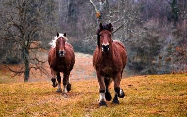 ¿Es necesario tener asegurados nuestros animales de compañía?