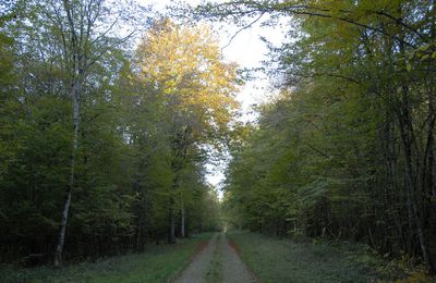 promenade en foret de Chateauvillain