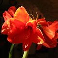 Amaryllis