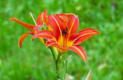 LE BOUQUET DU VENDREDI...