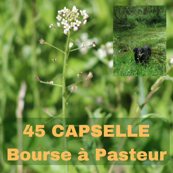 capselle bourse à pasteur, 