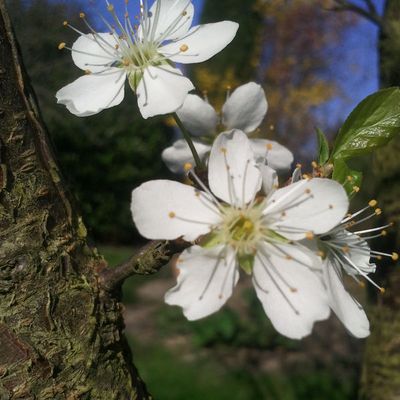 Beaux jours et éclosions