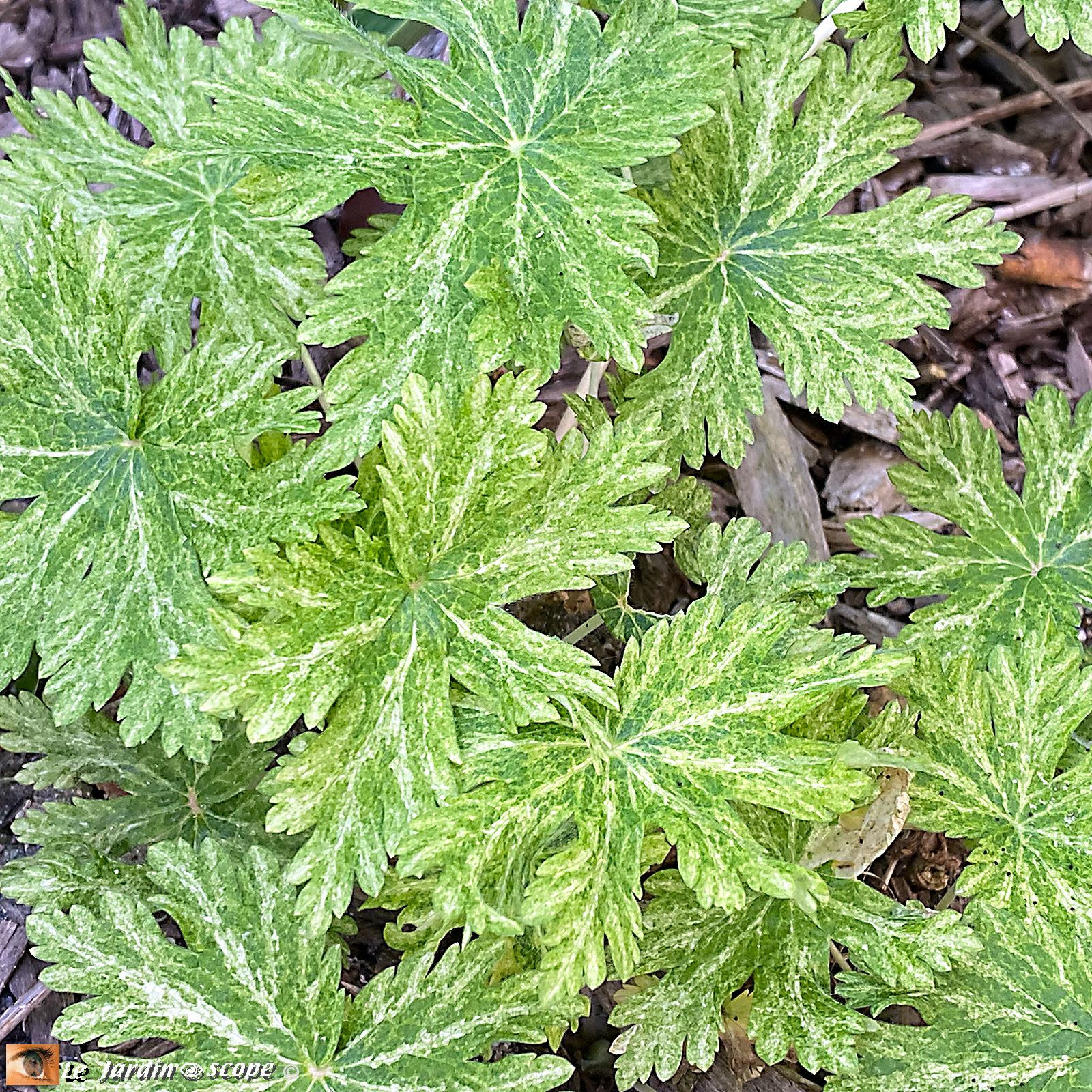 Geranium Phaeum Marguerite Wilson
