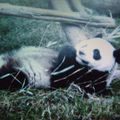 La chine aime les pandas ... nus