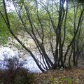 Bords d'étang à Chaumont