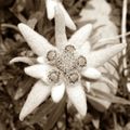 Intemporelle edelweiss