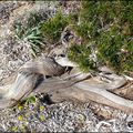 RICHESSE DE LA DUNE LITTORALE CORSE !...