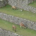 Le Machu Picchu 04