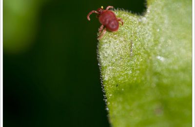 L'attente du trombidion ....