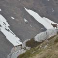 Deux névés et un chamois