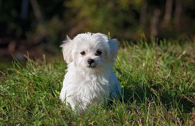 CHUTE DE DENTS CHEZ LE CHIOT