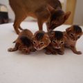 Naissance à bord - chatons abyssins nés le 18 Juillet 2017