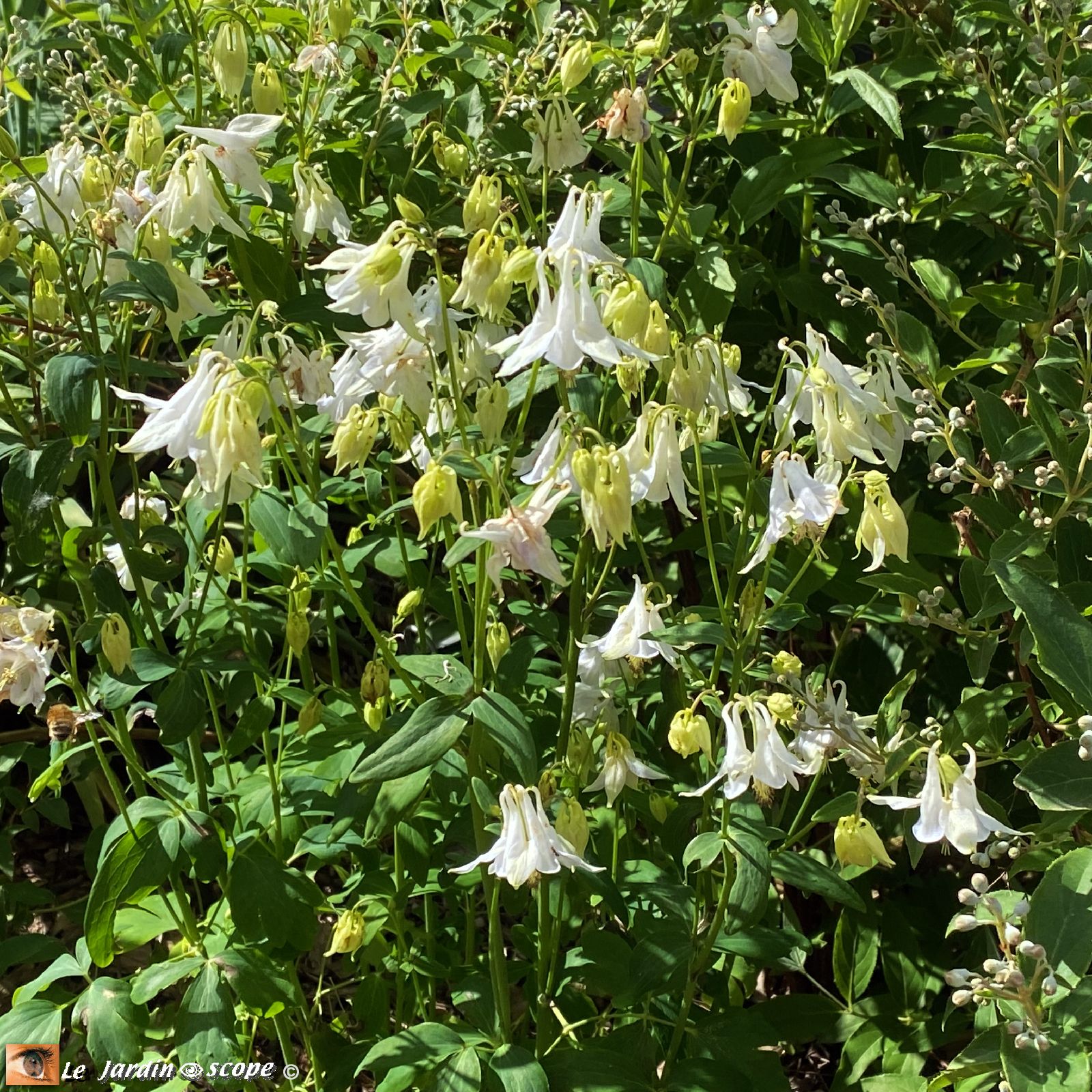 Ancolies Aquilegia