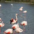 La danse des flamands roses