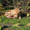 Et bien voilà. Ma petite chienne a 1 an. Le temps