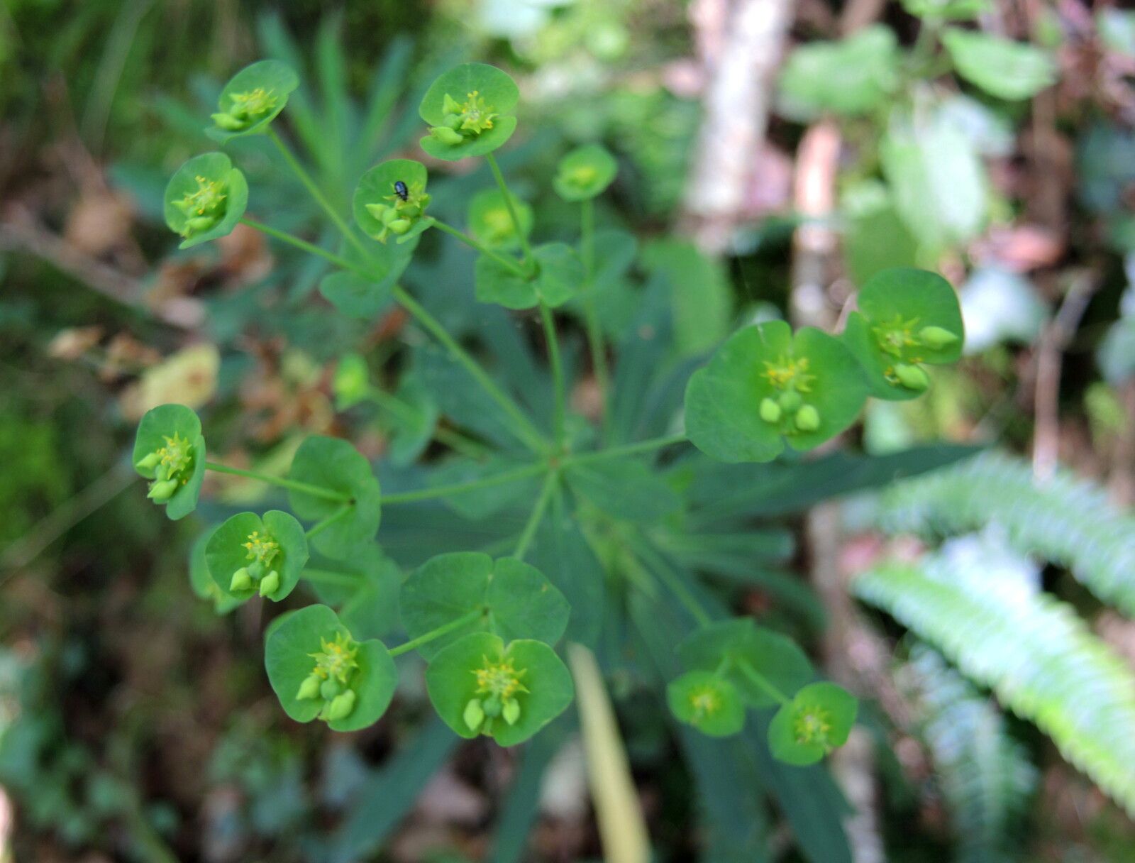 Urdax, montée vers l'Askar, plante (Espagne)