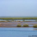 Photo du jour(235)Bolongs de Joal-Fadiouth