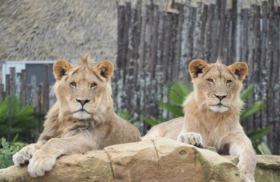 Zoo de Beauval