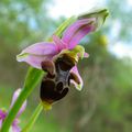 [Semaine à thème Orchidons !] Le bal des ophrys ...