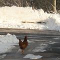 Le jour d'après les crèpes....