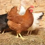 Inscription Paniers Oeufs et Poulets