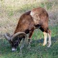 Mouflon 10