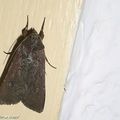 Une noctuelle presque noire rencontrée en Corse