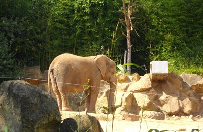 Une visite au Zoo d'Amnéville ... jeudi 14 juillet ...