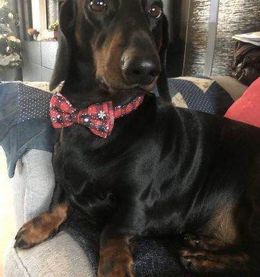 Pep's et les carbonnades flamandes