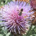 Les bestioles du jardin 