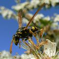 Hyménoptères (abeilles, guêpes...)