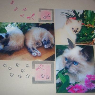 les chats de caroline