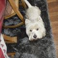 westie d'un jour, westie toujours