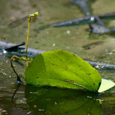 Jour 336, 337 et 338 : Pyin Oo Lwin