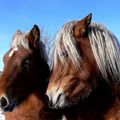 Rustiques Rastas