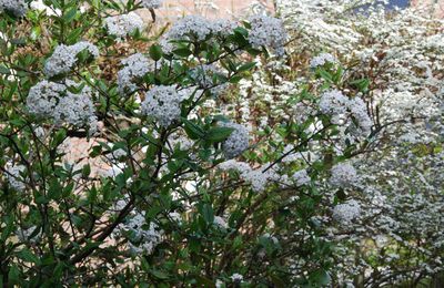 Massif Blanc. 30 mars 2014