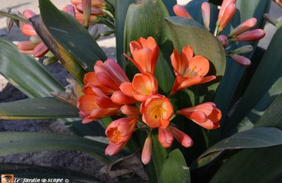 Adoptez un clivia aux couleurs vives pour égayer votre salon