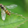 Développez durablement la biodiversité dans votre jardin